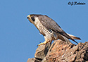 Falco  peregrinus